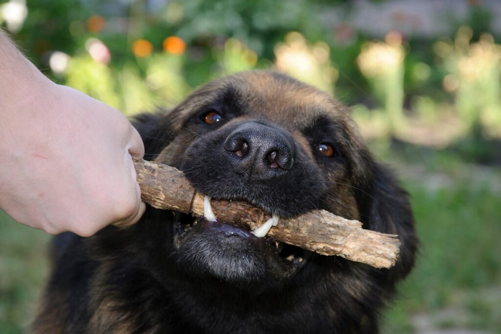 a dog holding a stick in its mouth